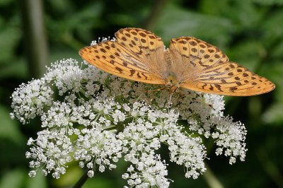 Silver-washed Fritillary