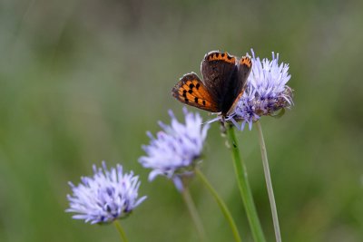 Small Copper