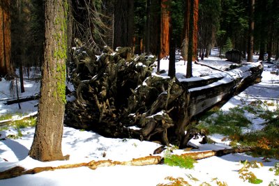 SequoiaNP_8219.jpg
