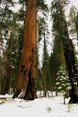 SequoiaNP_8231.jpg