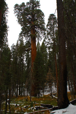 SequoiaNP_8268.jpg