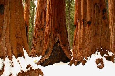 SequoiaNP_8303.jpg
