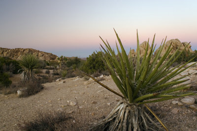 JoshuaTreeNP-PS_8482.jpg