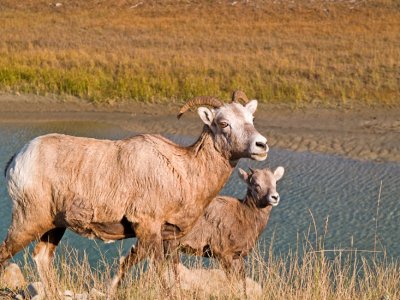 Bighorn Sheep Female & little one
