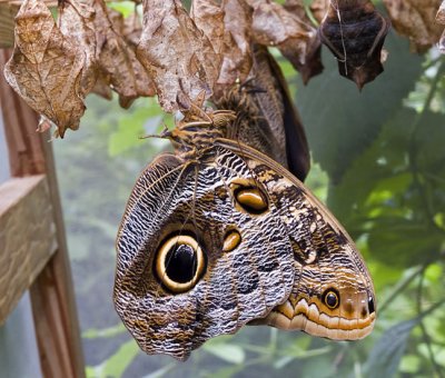 Just emerged Giant Owl (Caligo atreus)