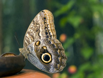 Giant Owl (Caligo atreus) ...