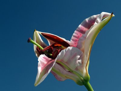 Lily opening at sunrise