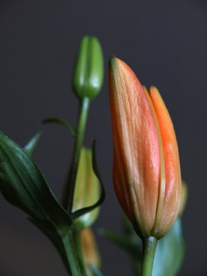 another lily bud ...
