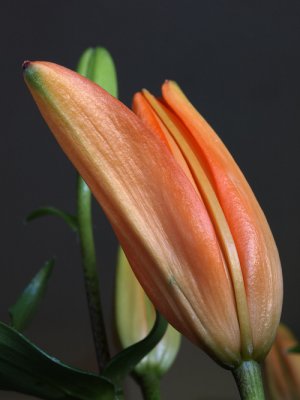 orange lily bud opening...