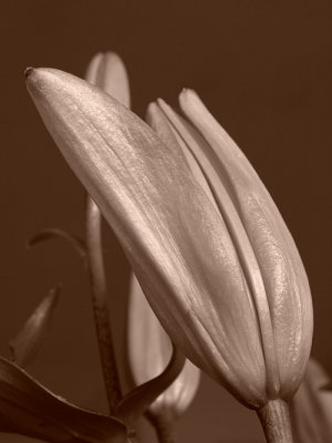 Lily bud comparison - sepia or color