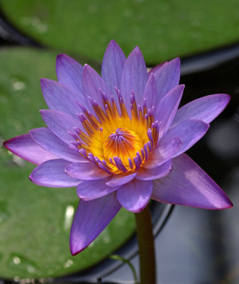 glowing water lily...