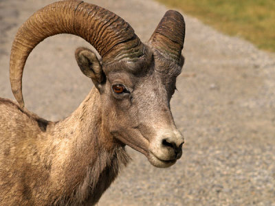 Bighorn Sheep Ram Portrait