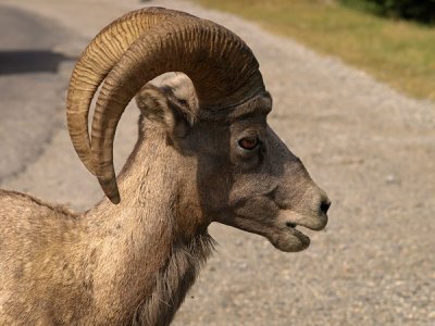 Bighorn Sheep Ram Portrait 2
