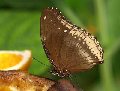 Common Eggfly