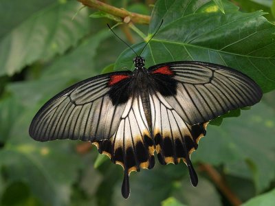Great Mormon Swallowtail