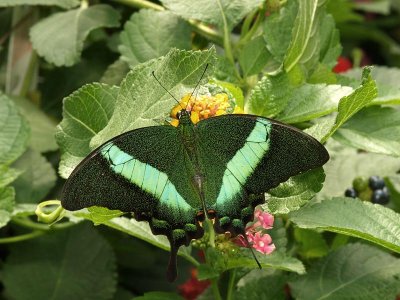Green Swallowtail (Papilio blumei)