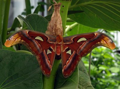 Atlas Moth - (Attacus atlas)