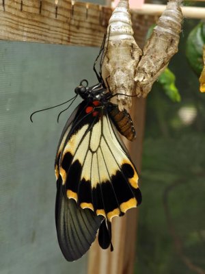 just emerged Great Mormon Swallowtail (Papilio memnon)