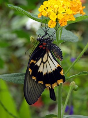 NEW Papilio memnon on lantana