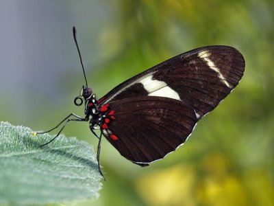 Postman butterfly (Heliconius melpomeme)