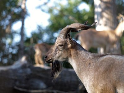 Markhor