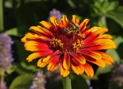 Sunburst and bee