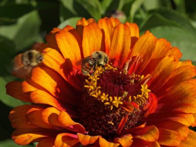 Two bee's and sunburst