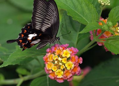 Great Mormon Swallowtail on lantana