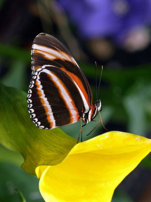 Orange Banded Longwing on calla lilly