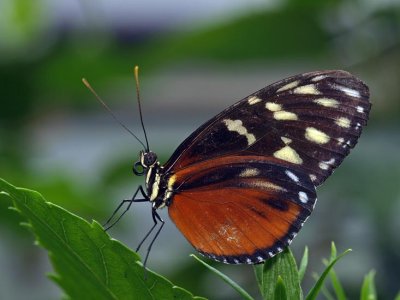 Tiger Longwing (Heliconius hecale)