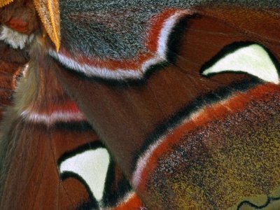 Male Altlas Moth wing