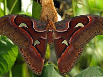 Attacus Atlas Moth - male (Saturniidae)