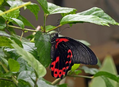 Papilio memnon in the shower