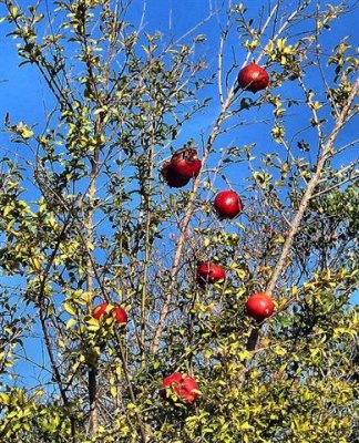 A Pomegranate Tree.JPG