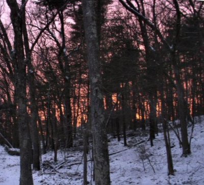 Red Sunset Behind A Snowy Forest.JPG