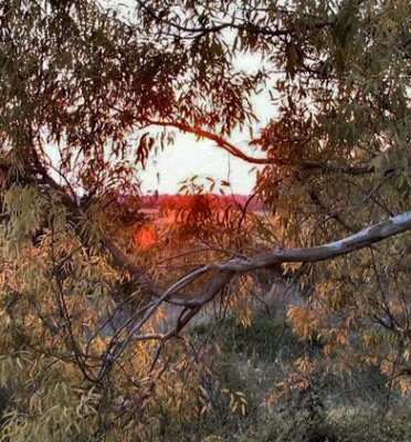 Sunset Red Beam Through The Branches.JPG