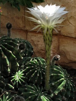 Blooming Of The Cactus - Not Long Than 2-3 Days.JPG