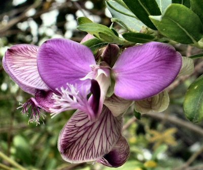 A Purple Orchid.JPG