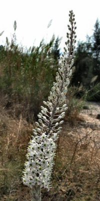 Ueginea Maritima - Squill.JPG