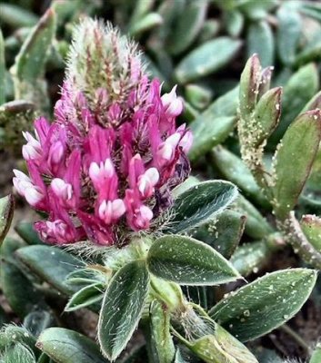 Trifolium Purpureum Loisel.JPG