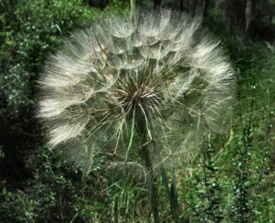 A Ragwort -Thorn.JPG