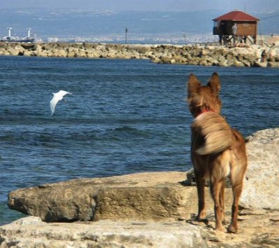 A Windy Day At The Beach.JPG