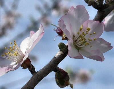 The Blooming of The Almond Tree.JPG