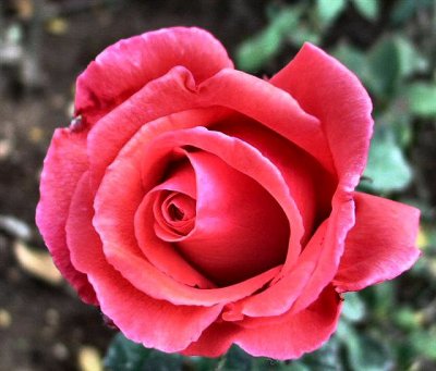 A Pink Rose.JPG
