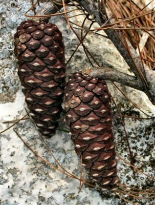 Twin Pine Cones .JPG