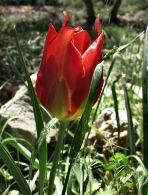 Tulipa agenensis - Suns-eye Tulip- Tsivoni He'Harim (Hebrew) .JPG