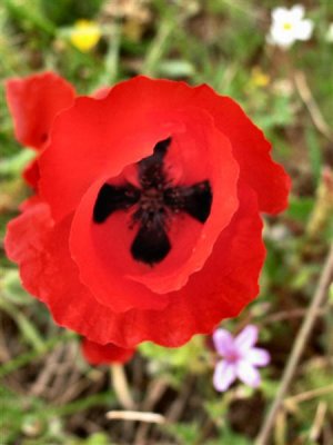 Tulipa Agenensis -  Sun's-eye Tulip - Tsivoni He'Harim(Hebrew) .JPG