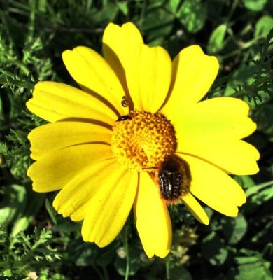 Chrysanthemum coronarium - Crown Daisy- Chartsit Atura (Hebrew).JPG