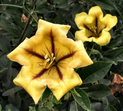 Solandra grandiflora - Solandra Gdolat Haperach (Hebrew).JPG