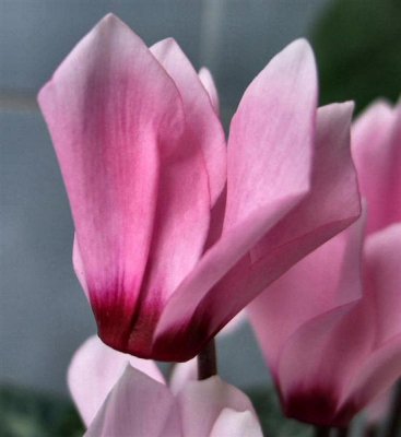 Cyclamen persicum - Persian Cyclamen - Rakefet Metsuia (Hebrew).JPG